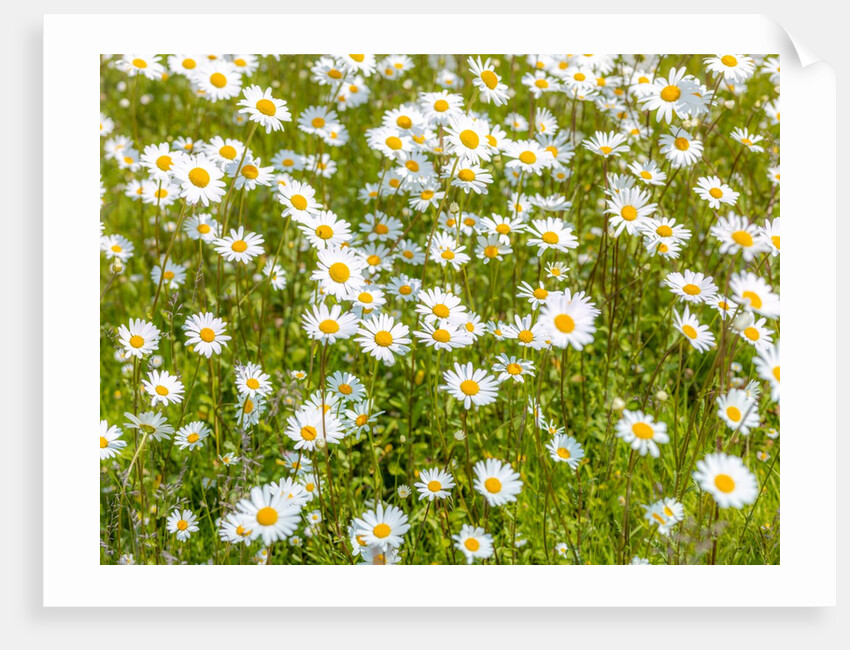 Daisy flowers by Assaf Frank